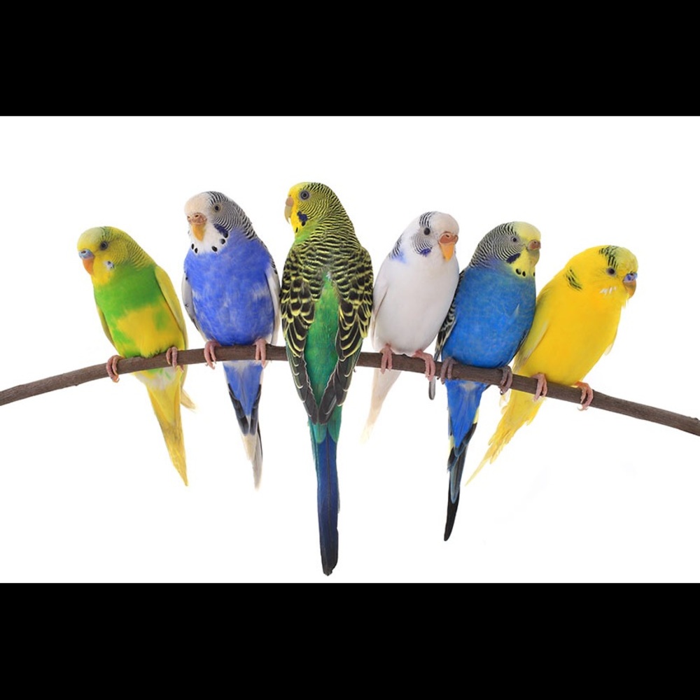 Meet your Posher, Maribel